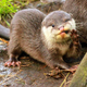 Illustration for article titled TGIF: Show Us Your Squee!